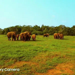 Minneriya Jeep Safari Habarana